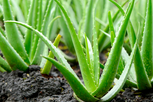 The naked truth about Aloe Vera you should know!
